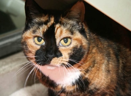 toffee bath dogs cats home rspca.jpg